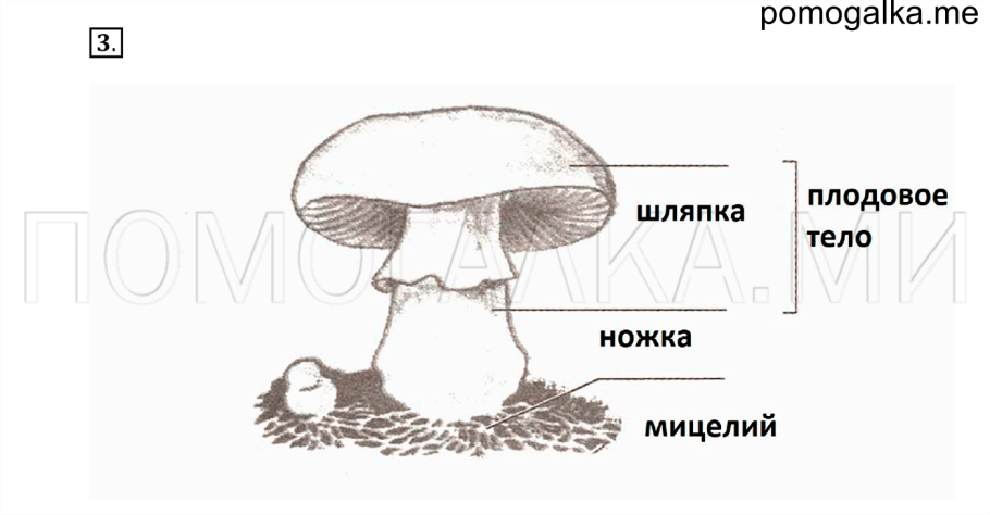 Строение шляпочного гриба рисунок схема 5 класс биология