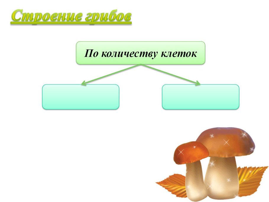 Царство грибов 5 класс