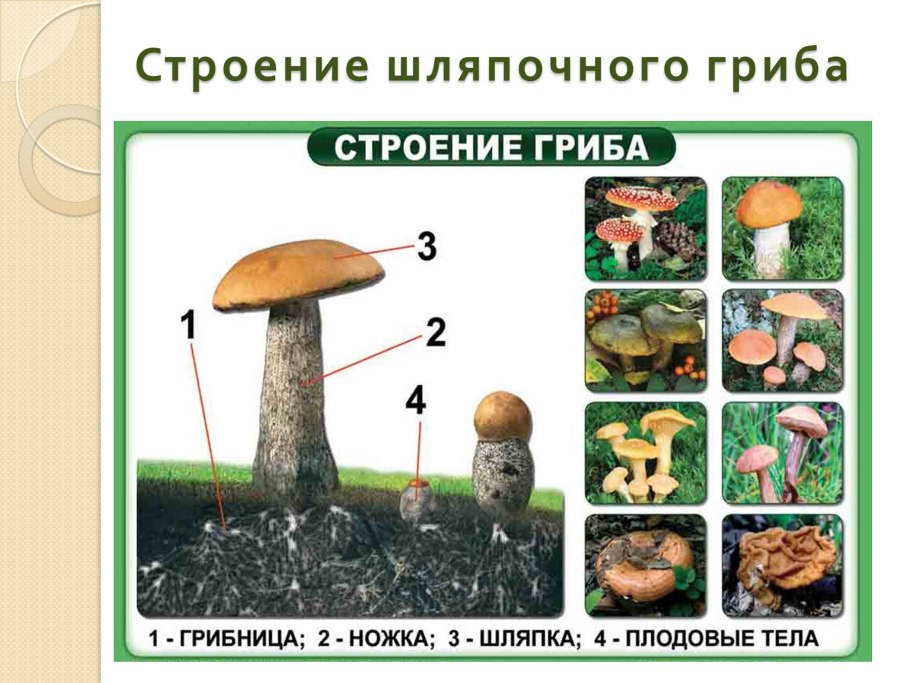 Строение грибов