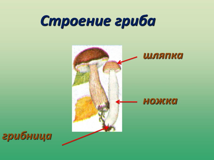 Строение гриба