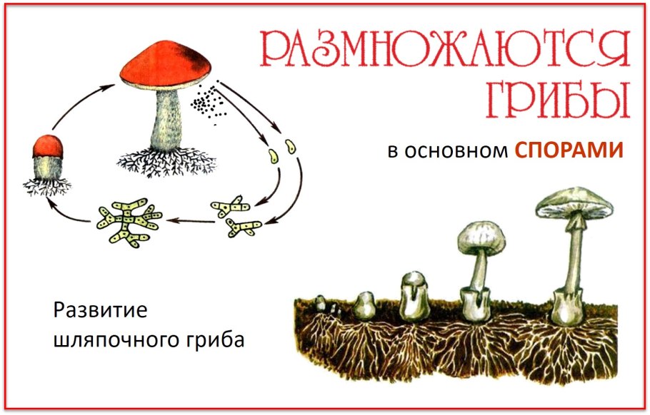 Размножение шляпочного гриба схема