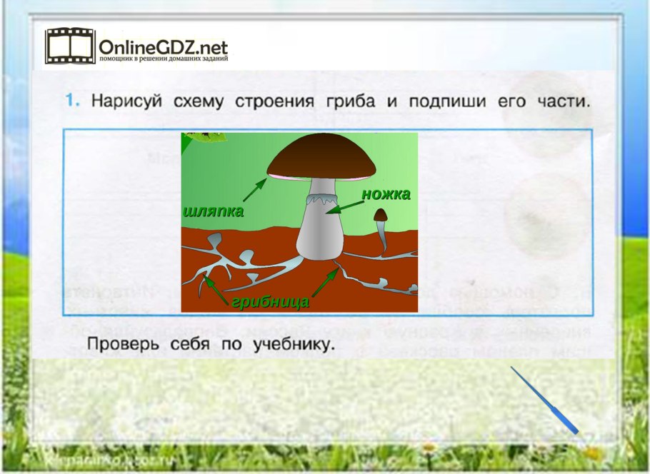 Плешаков грибы 3 класс