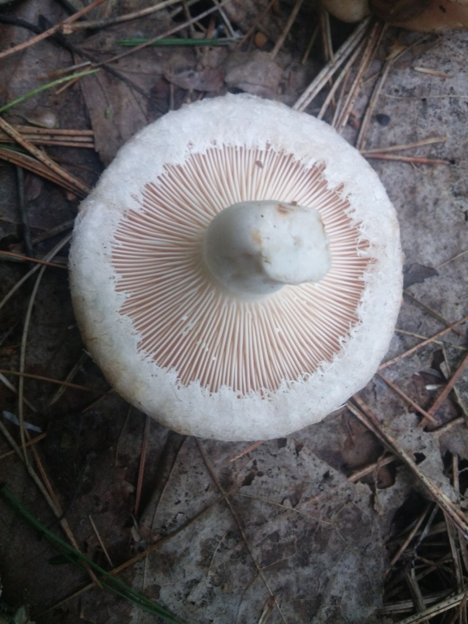 Волнушка белая Lactarius pubescens