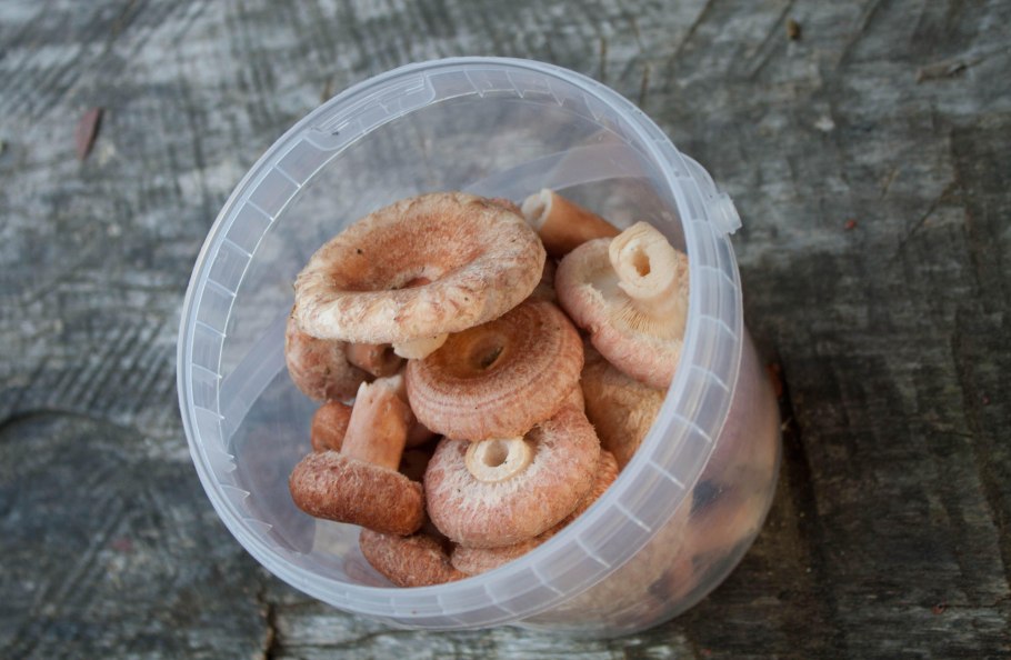 Волнушка белая Lactarius pubescens