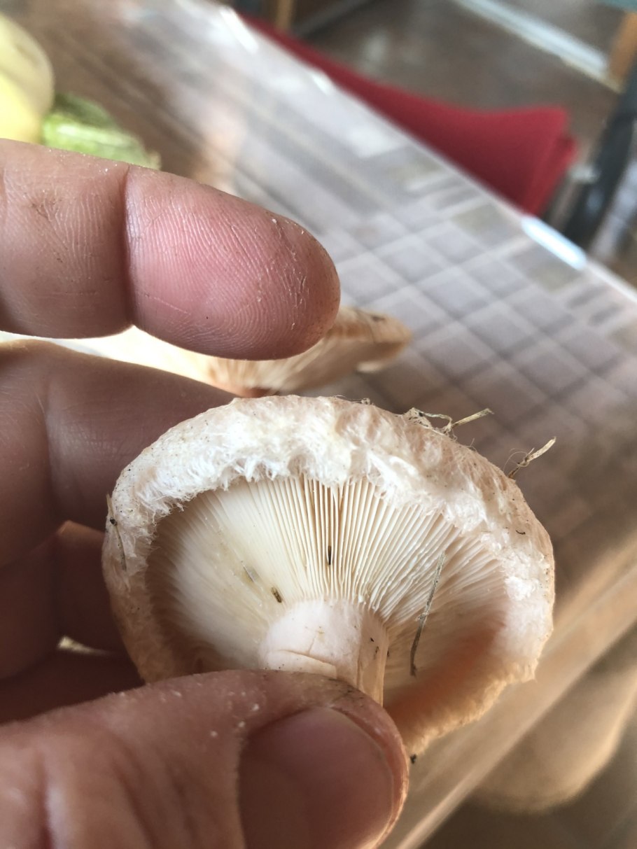 Волнушка гриб снизу