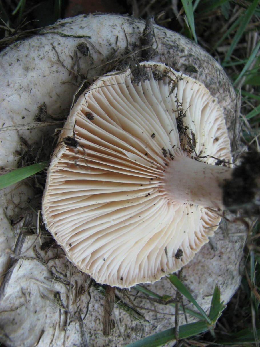 Волнушка белая Белянка