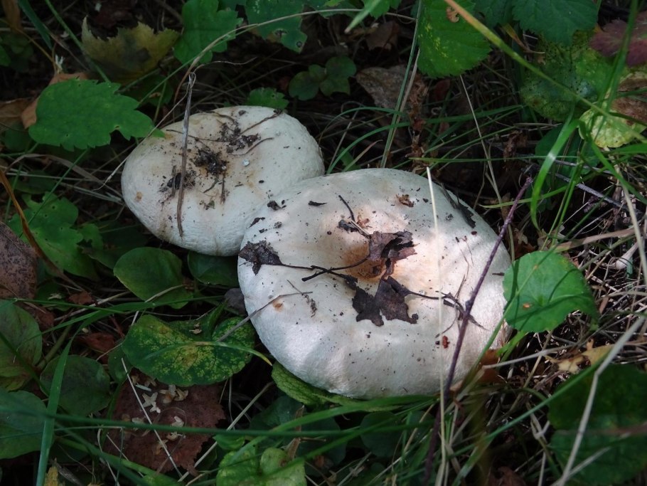 Волнушка белая Lactarius pubescens