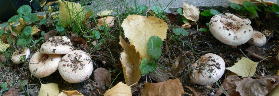 Осиновый груздь lactarius controversus