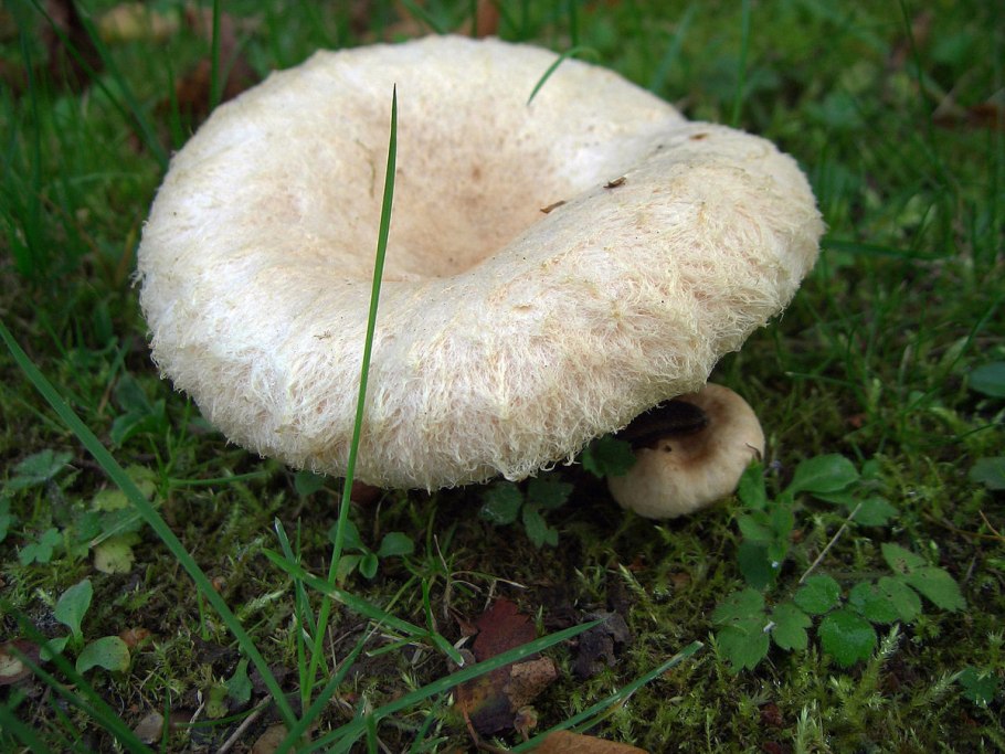 Волнушка белая Lactarius pubescens