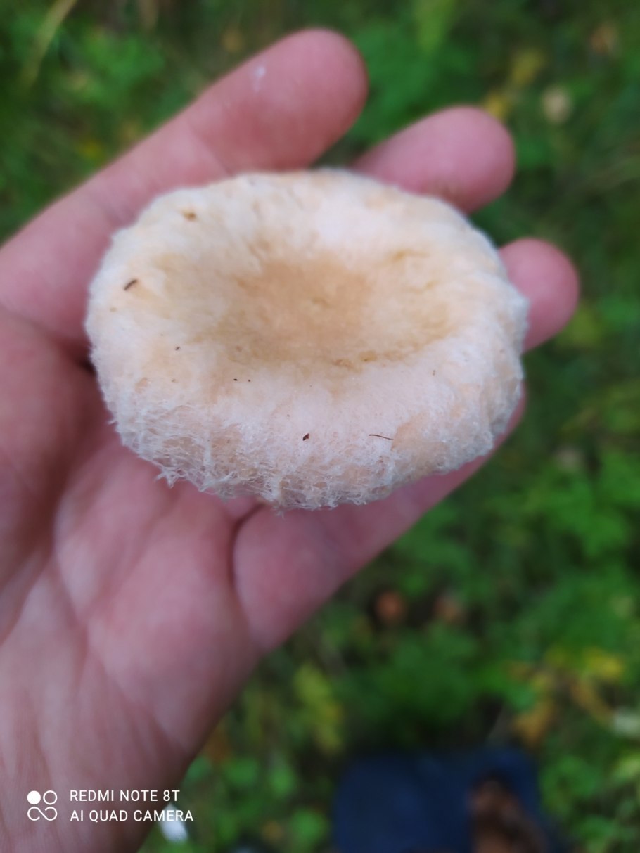 Волнушка белая белянка