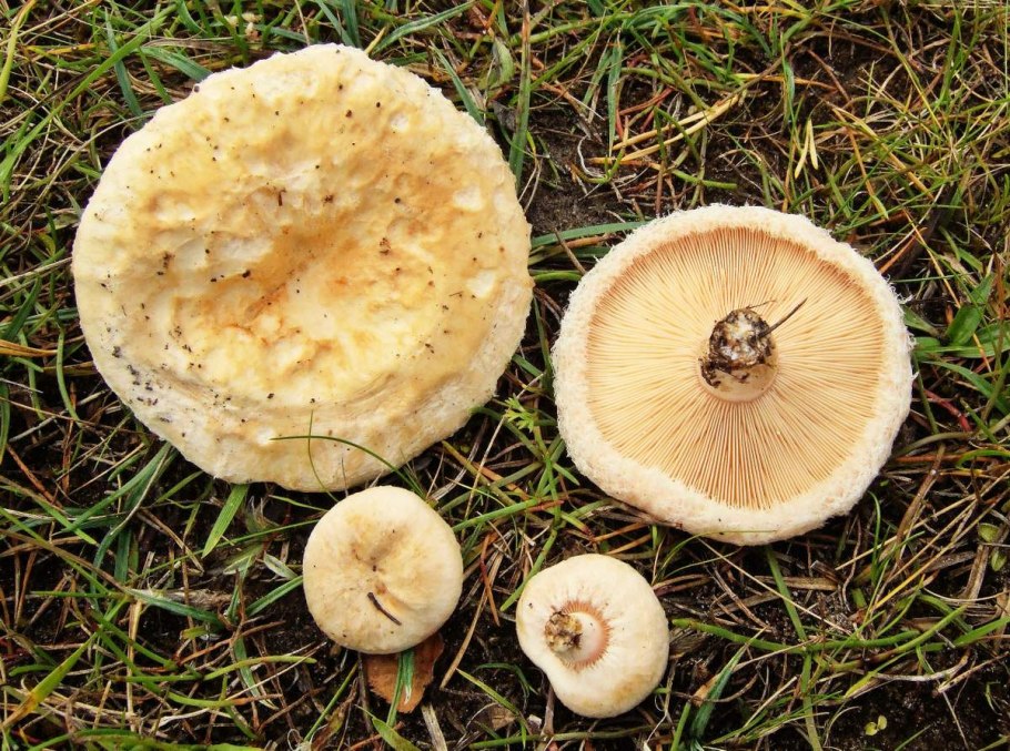 Волнушка белая Lactarius pubescens