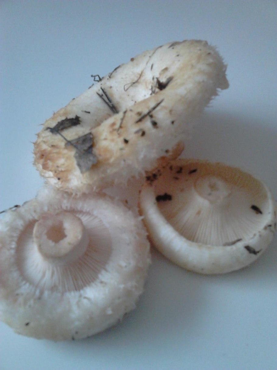 Волнушка белая Lactarius pubescens