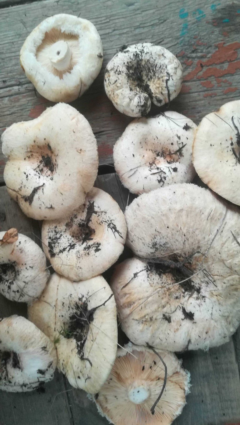 Волнушка белая Lactarius pubescens