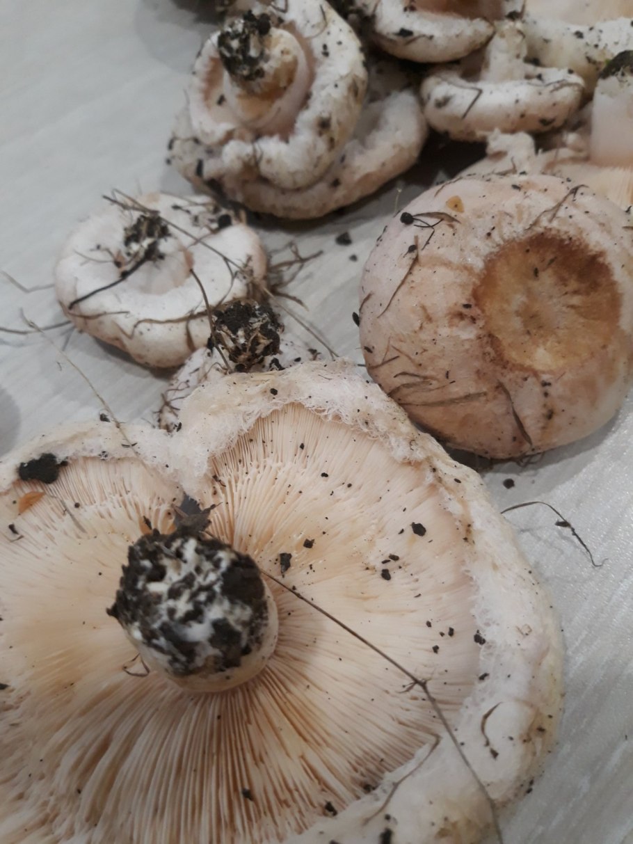 Грибы волнушки ложные