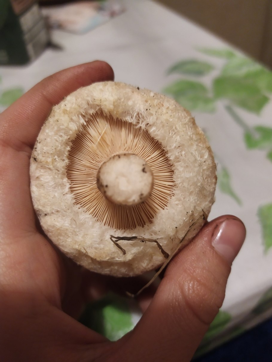 Скрипица волнушка белая