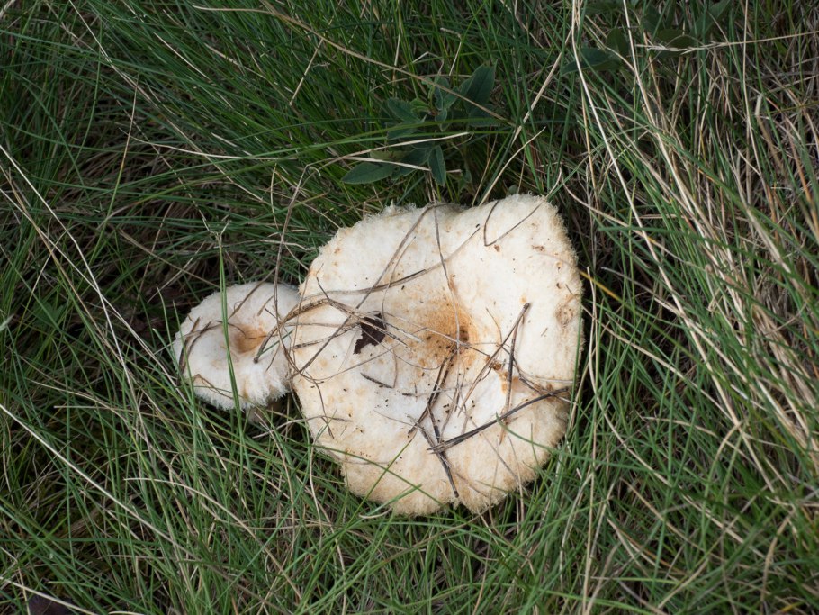 Волнушка белая lactarius pubescens