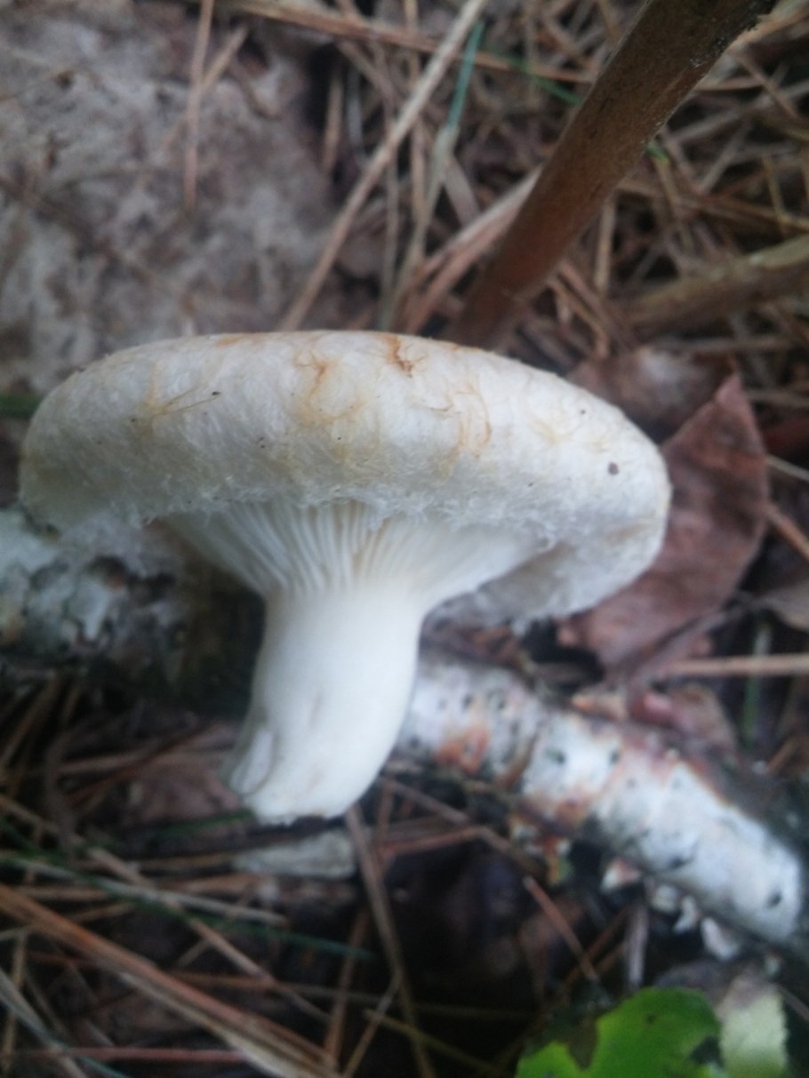 Гриб волнушка белая