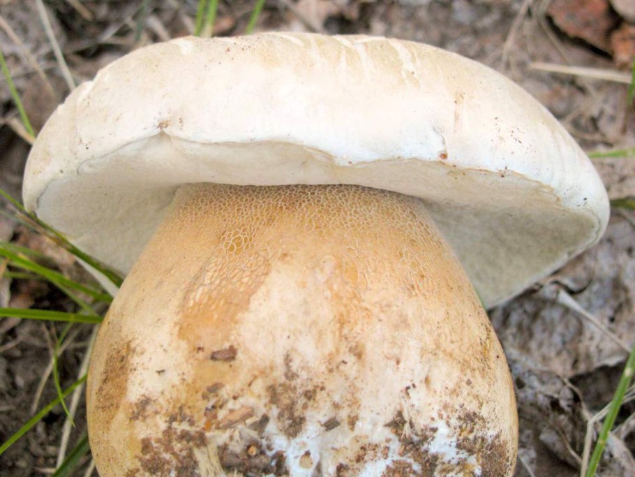 Боровик Ле Галь гриб