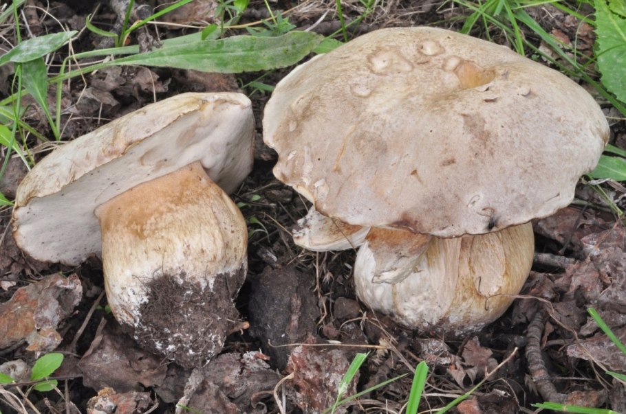 Белый гриб Берроуза