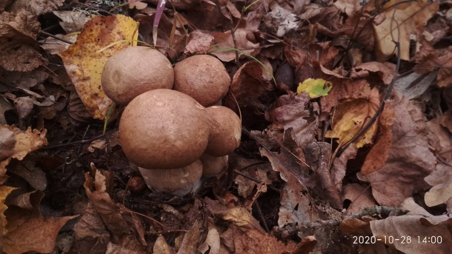 Гриб Боровик Королевский