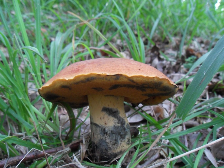 Боровик Ле Галь (Rubroboletus legaliae)