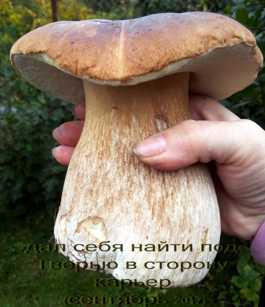 Грибной гид