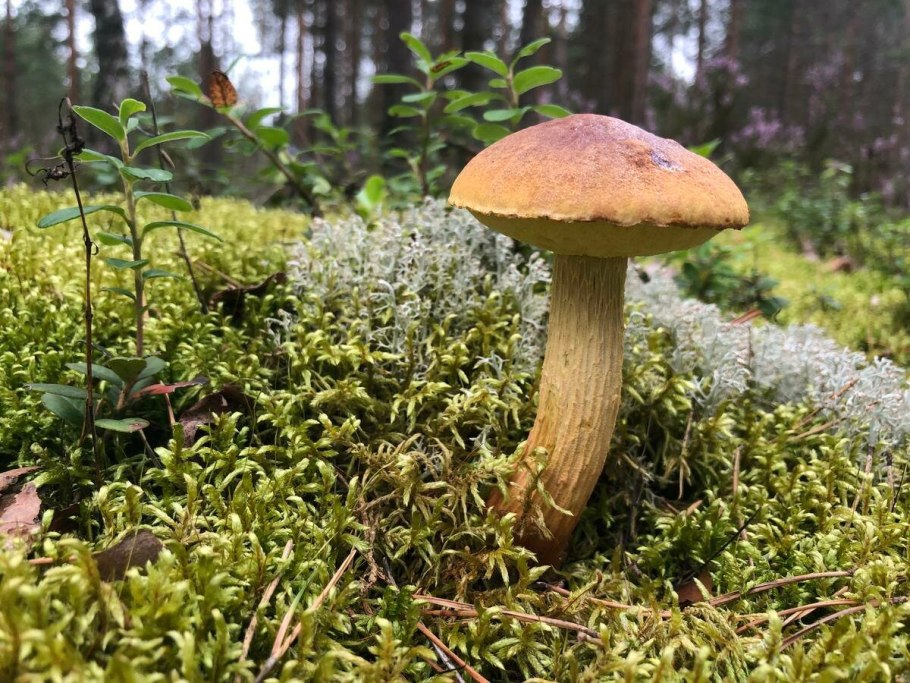 Белый гриб берёзовый (Boletus betulicolus)