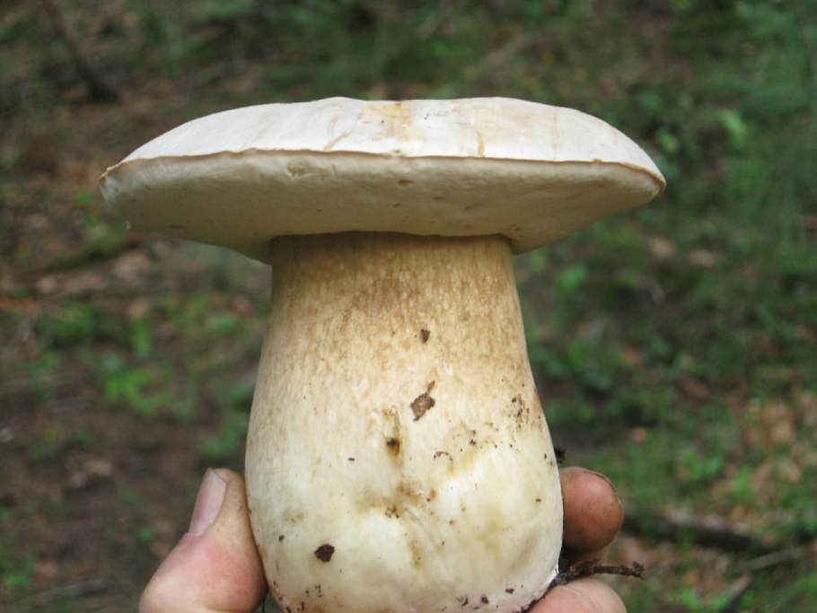 Гриб белый Боровик Королевский