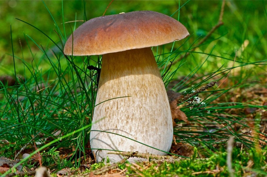 Boletus pulcherrimus