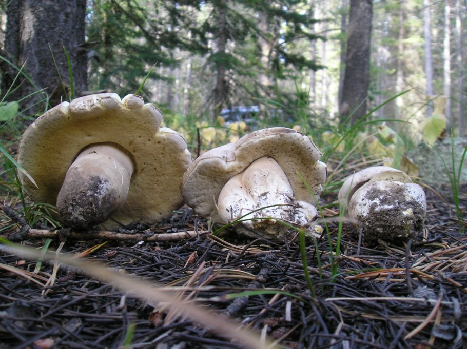 Боровик Берроуза гриб