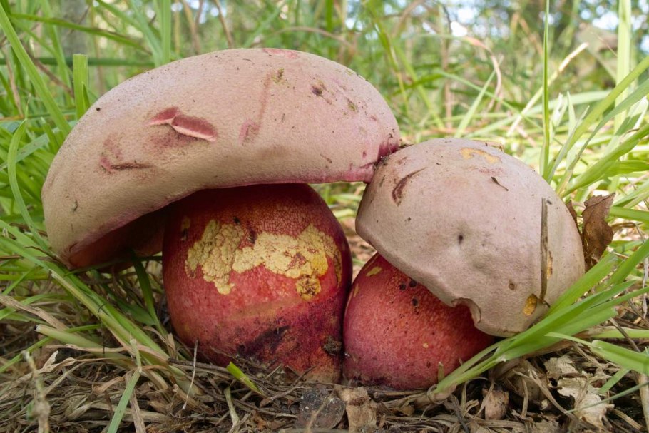 Гриб коренящийся Боровик