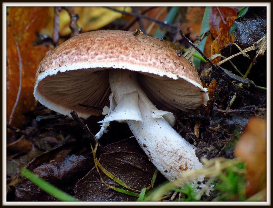 Гриб amanita rubescens