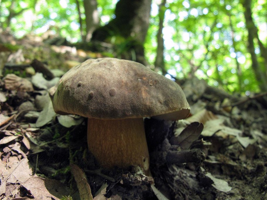 Царский белый гриб