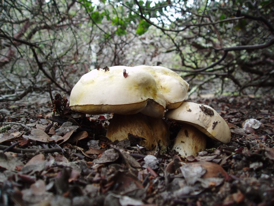 Боровик Берроуза гриб