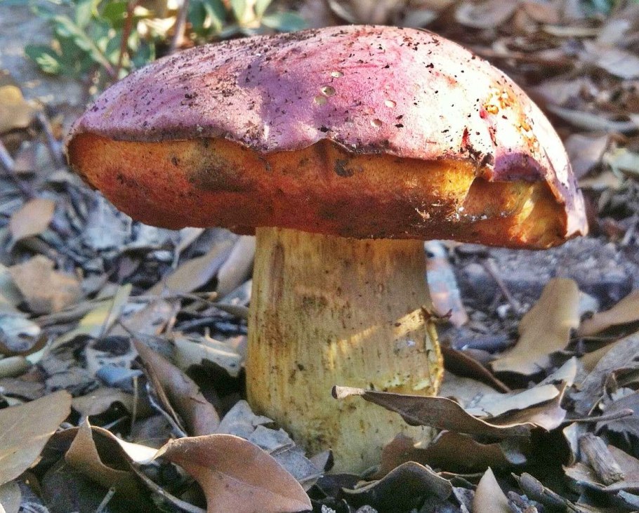 Боровик крапчатый