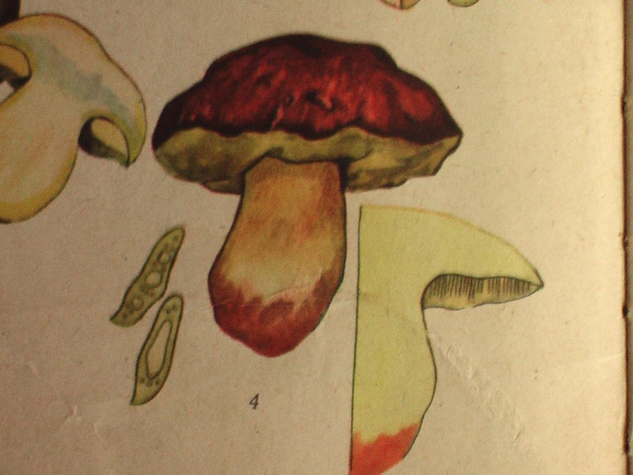 Боровик красивоокрашенный (Boletus pulchrotinctus)