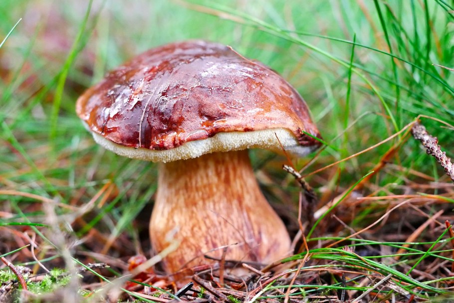 Болет укореняющийся Boletus radicans