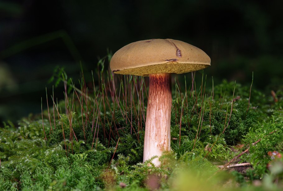 Боровик гриб Приморский