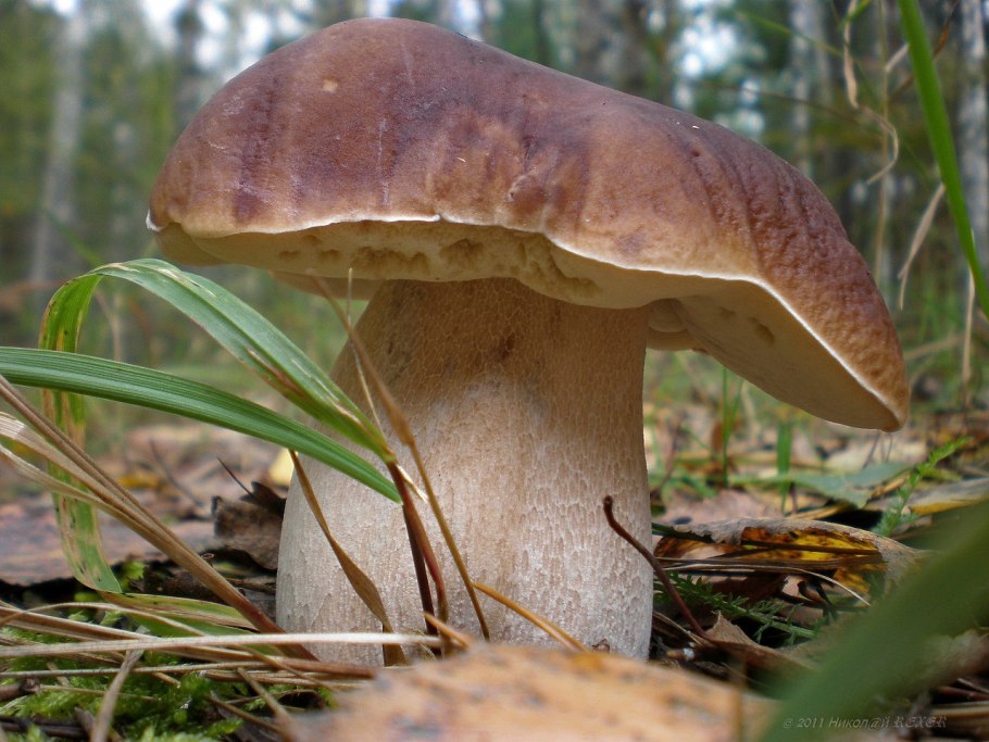 Белый гриб боровик