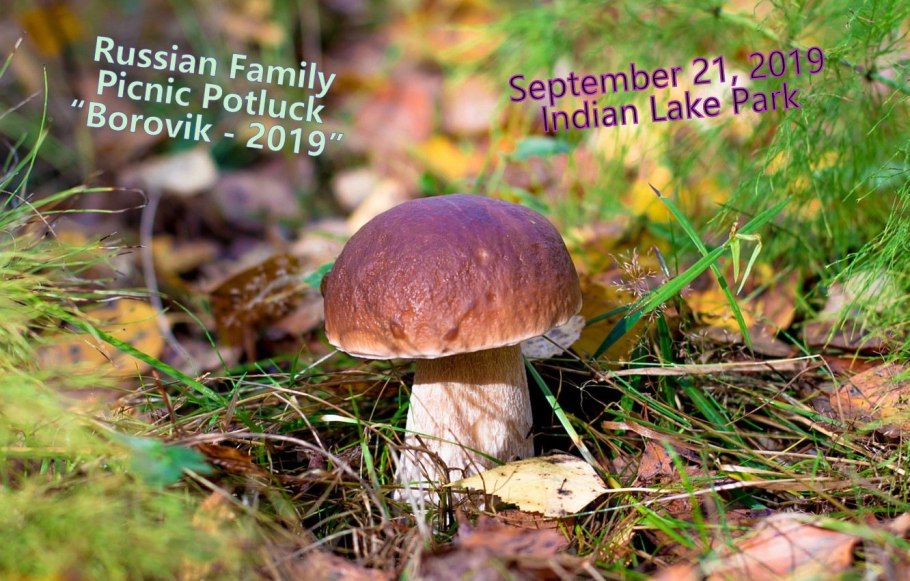 Белый гриб березовый (Boletus edulis)