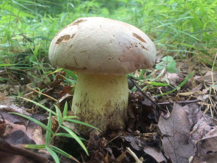 Белый гриб берёзовый Boletus betulicola
