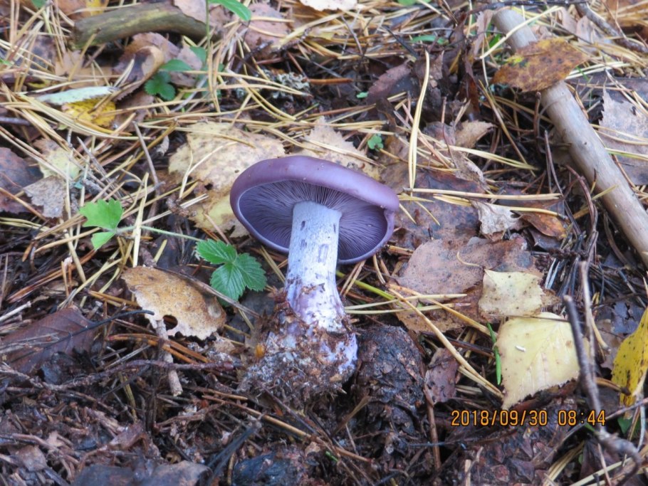 Грибы синюхи рядовка фиолетовая