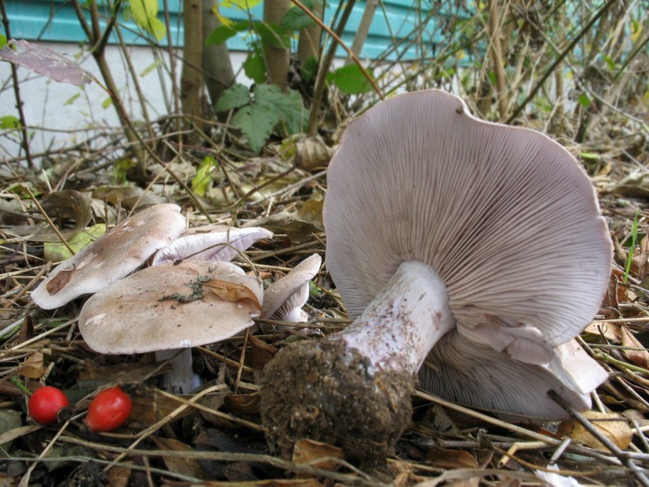 Рядовка скученная Lyophyllum decastes