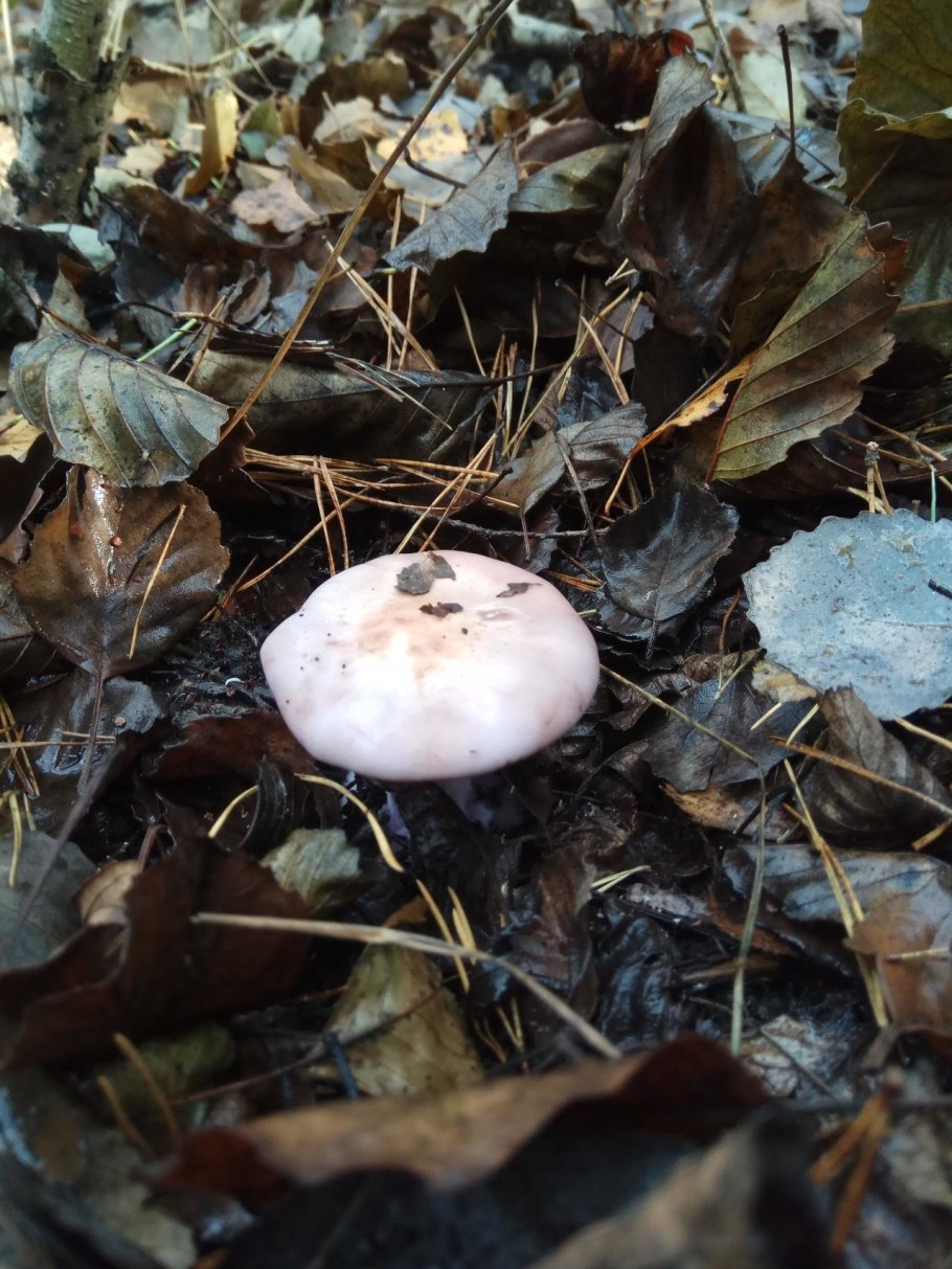 Рядовка грибы Дубовик