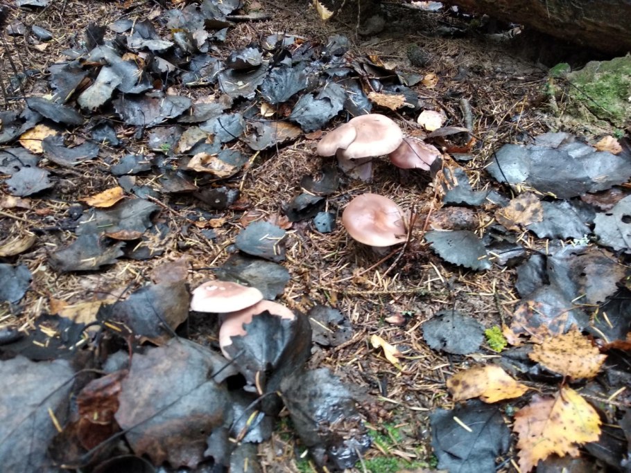 Грибы в октябре в Подмосковье