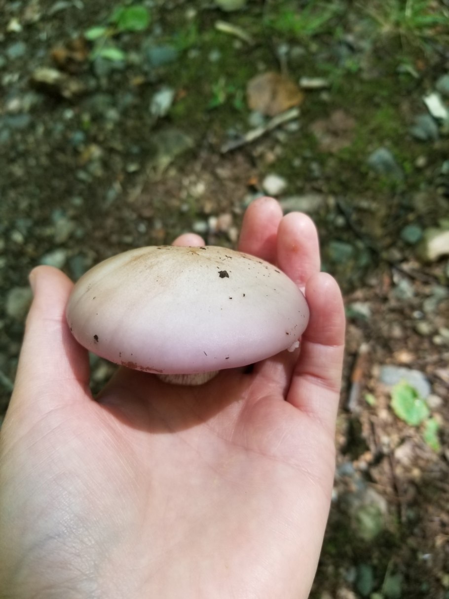 Подотавники грибы