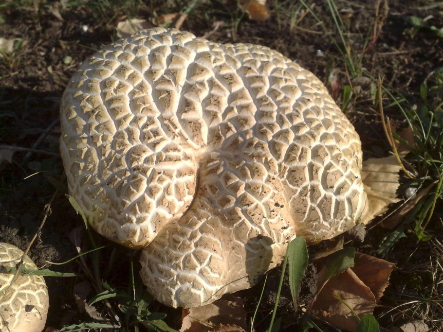 Гриб с трещинами на шляпке