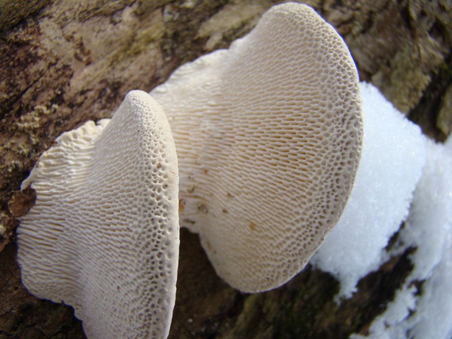 Агарикус съедобный гриб