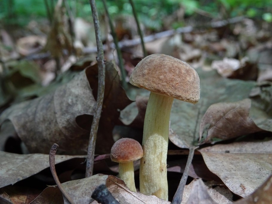 Xerocomus subtomentosus