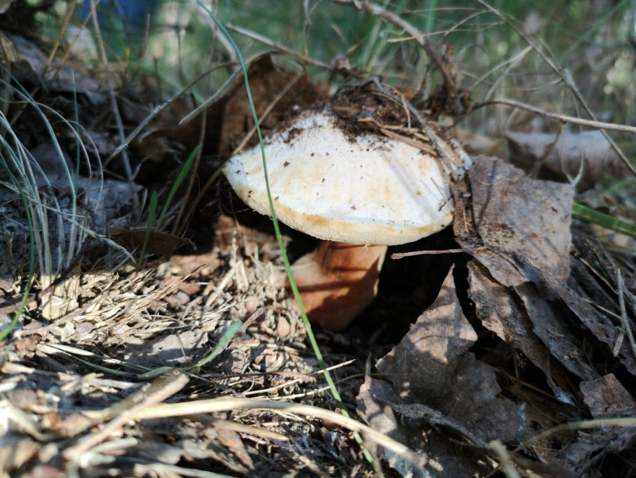 Грибы с белыми шляпками КЧР